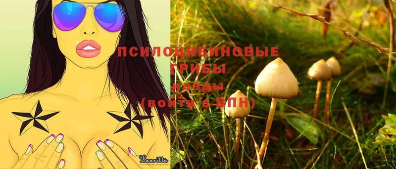 Псилоцибиновые грибы MAGIC MUSHROOMS  наркота  Ефремов 